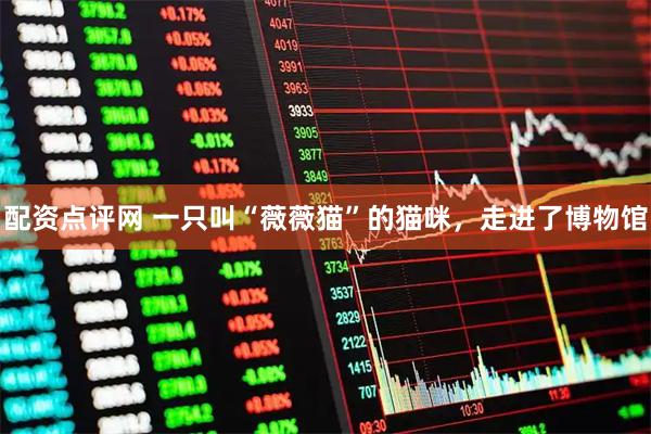 配资点评网 一只叫“薇薇猫”的猫咪，走进了博物馆